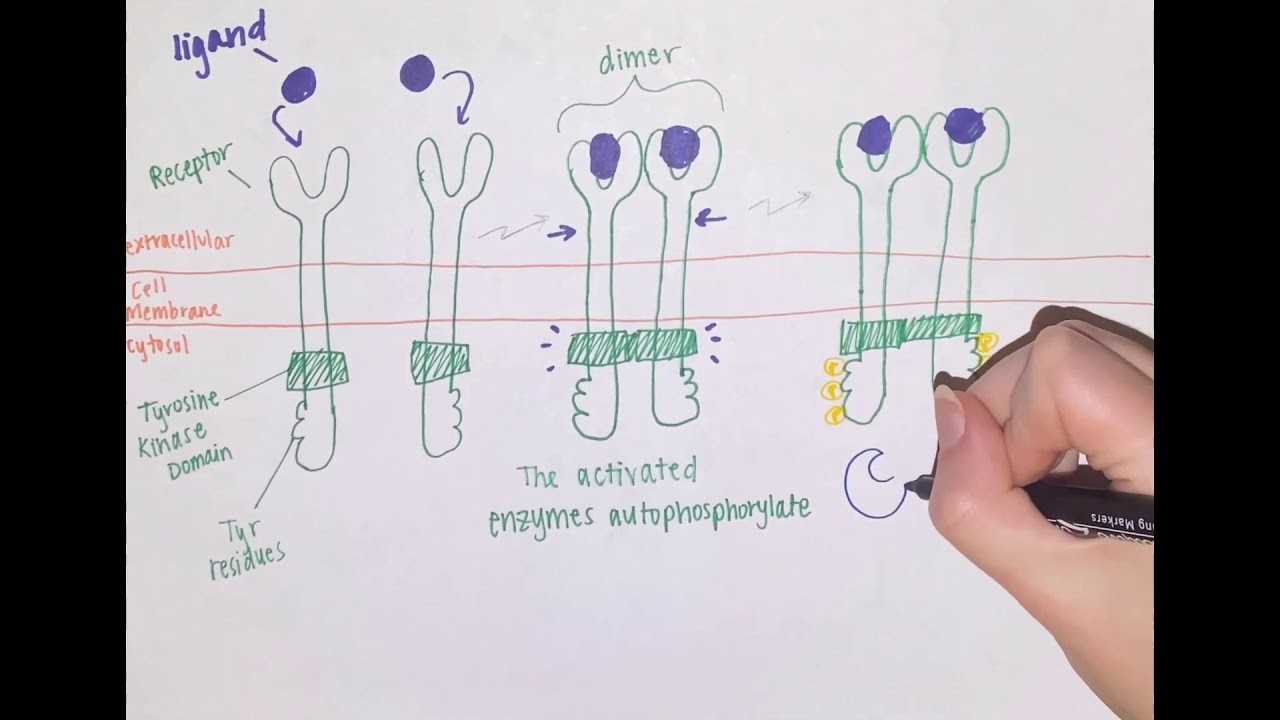 Tyrosine Kinase Mechanisms and Roles in Cancer
