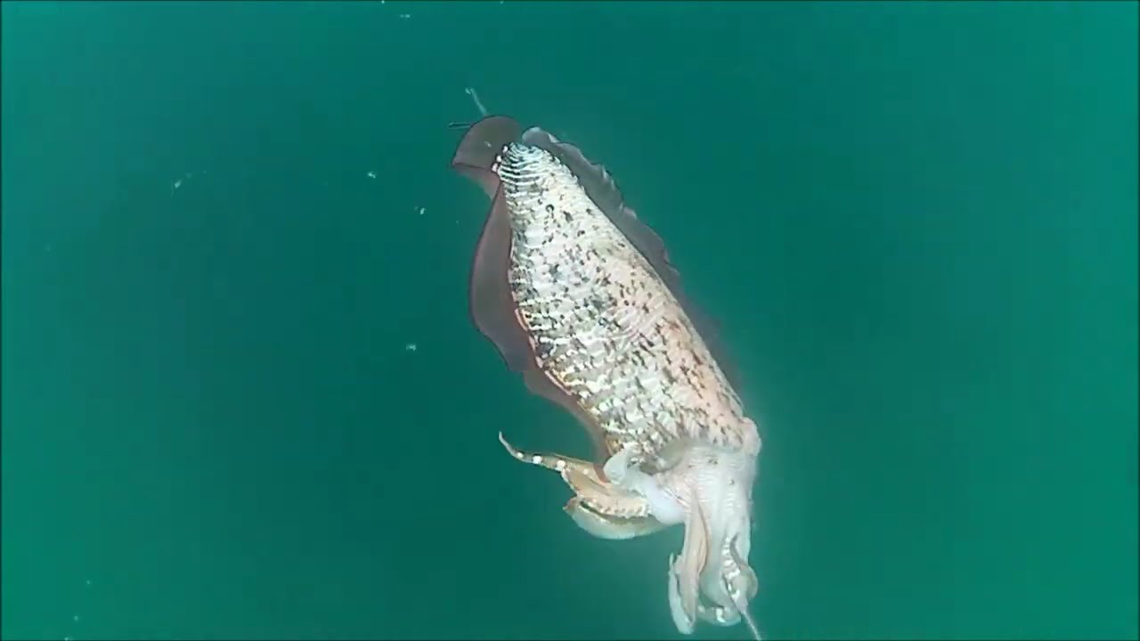 berburu moster sotong di gampong jawa,Ulelhee banda aceh