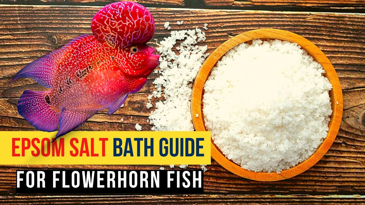 Epsom Salt Bath Guide for Flowerhorn Fish - must watch