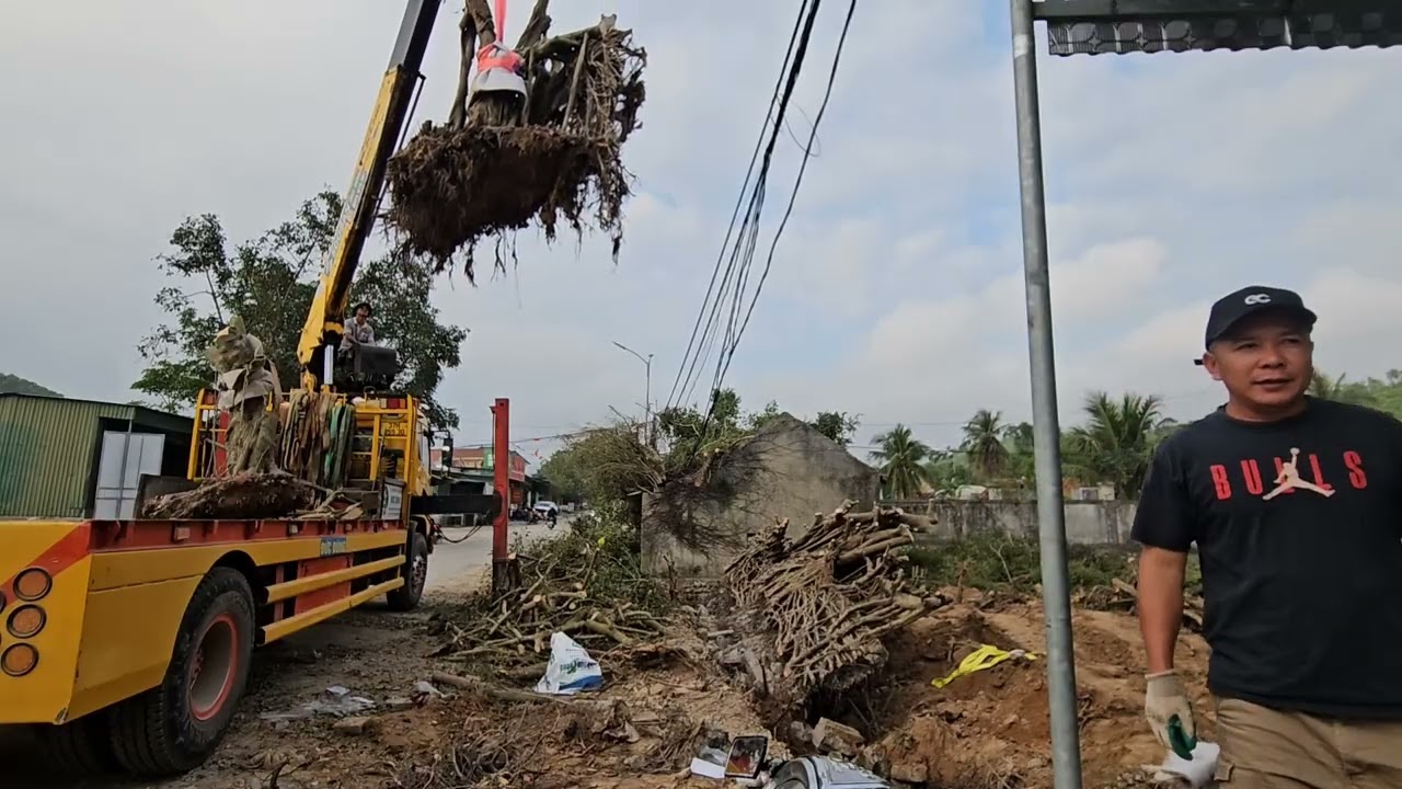 Ts 2737  Cây to cắt được làm hai cây khủng tại nghệ an