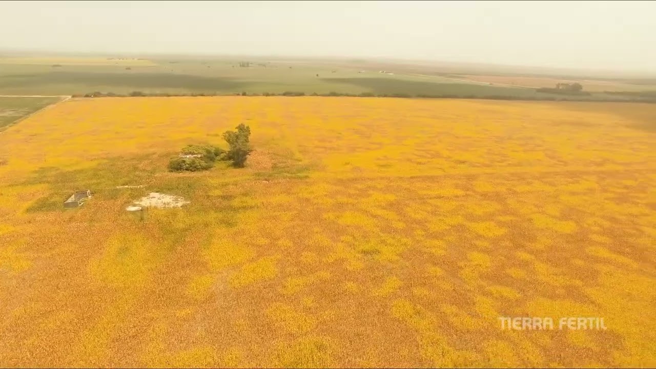 Campo agrícola en venta en El Tío Córdoba | 110 ha sobre Ruta 19