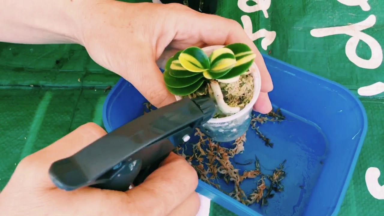 Пересадка орхидеи Sedirea japonica, Sedirea minmaru shima»