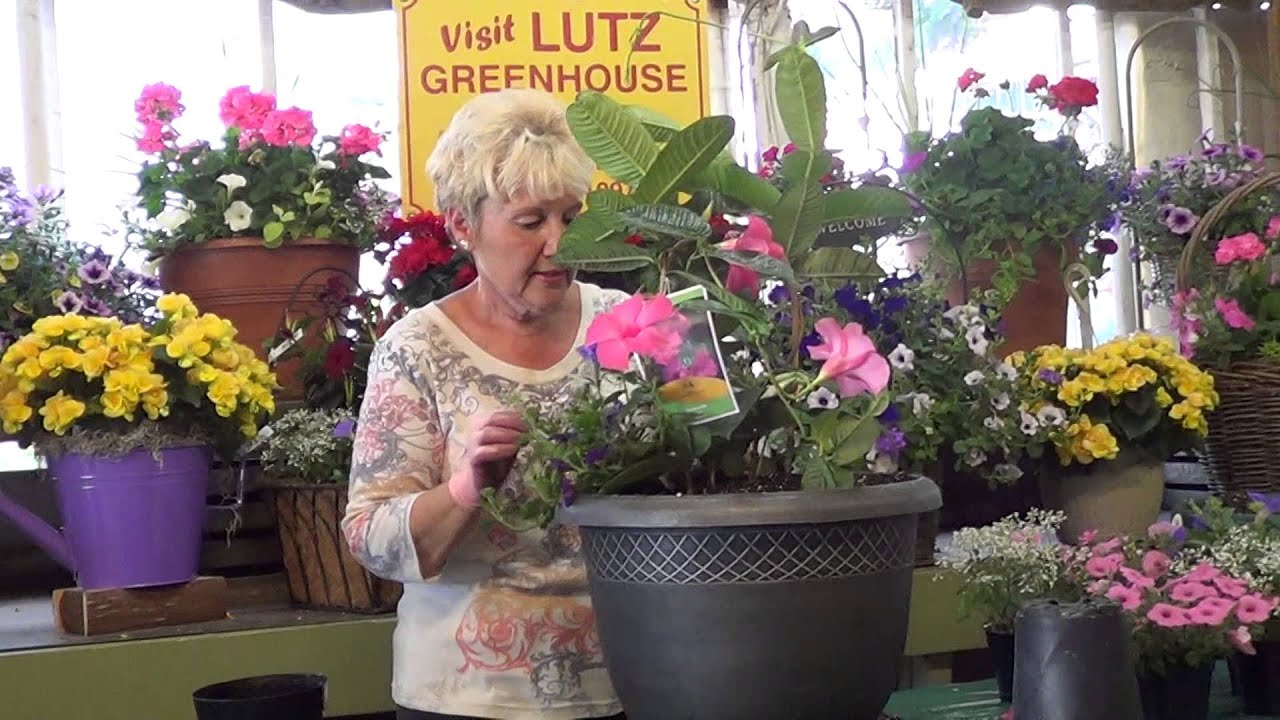 How to plant a Mandevilla vine in a patio planter to enjoy all summer.
