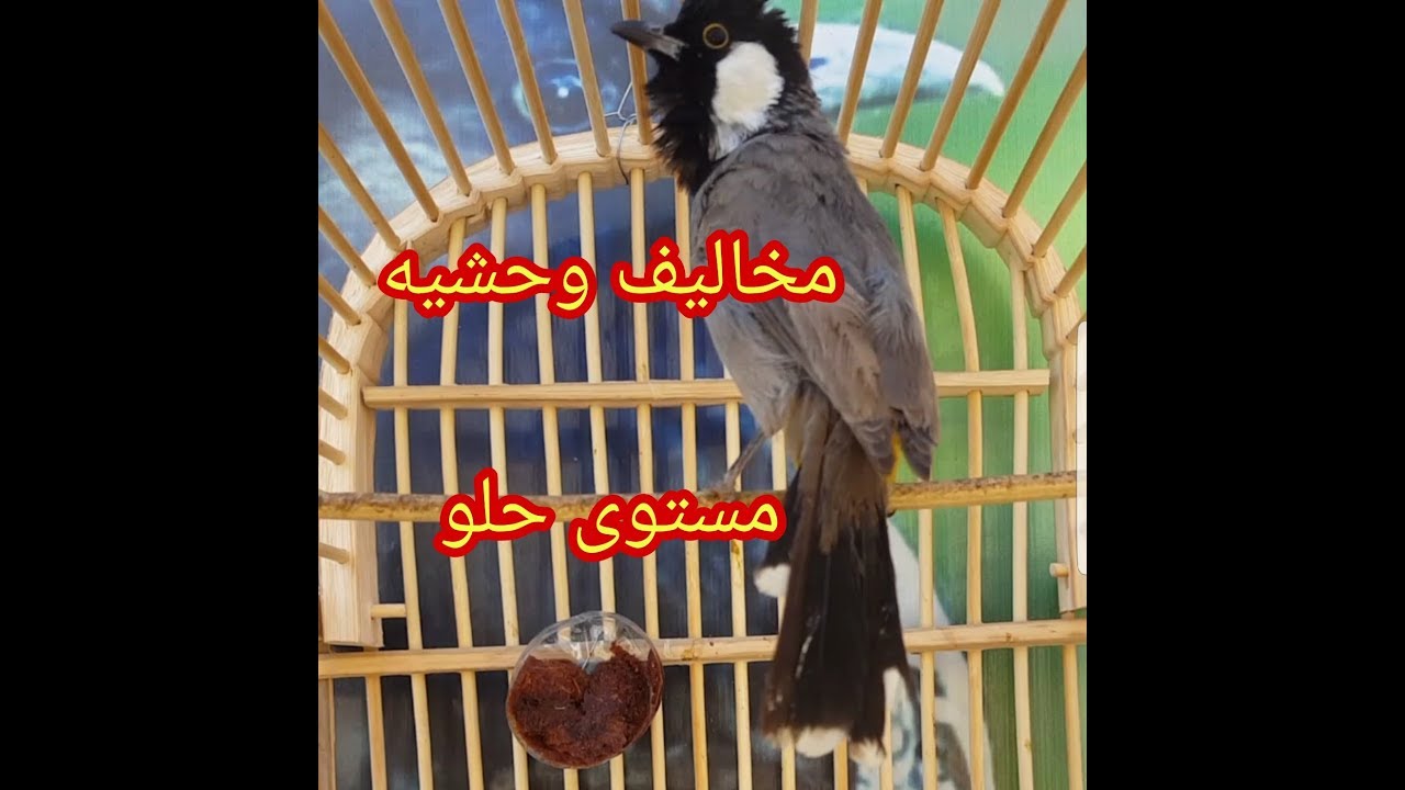 كوكتيل تغريد مخاليف وحشيه كاع جصان + علوازي