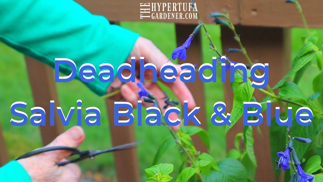 Deadheading Salvia Black & Blue - It's An Easy Task and Keeps Them Blooming All Season