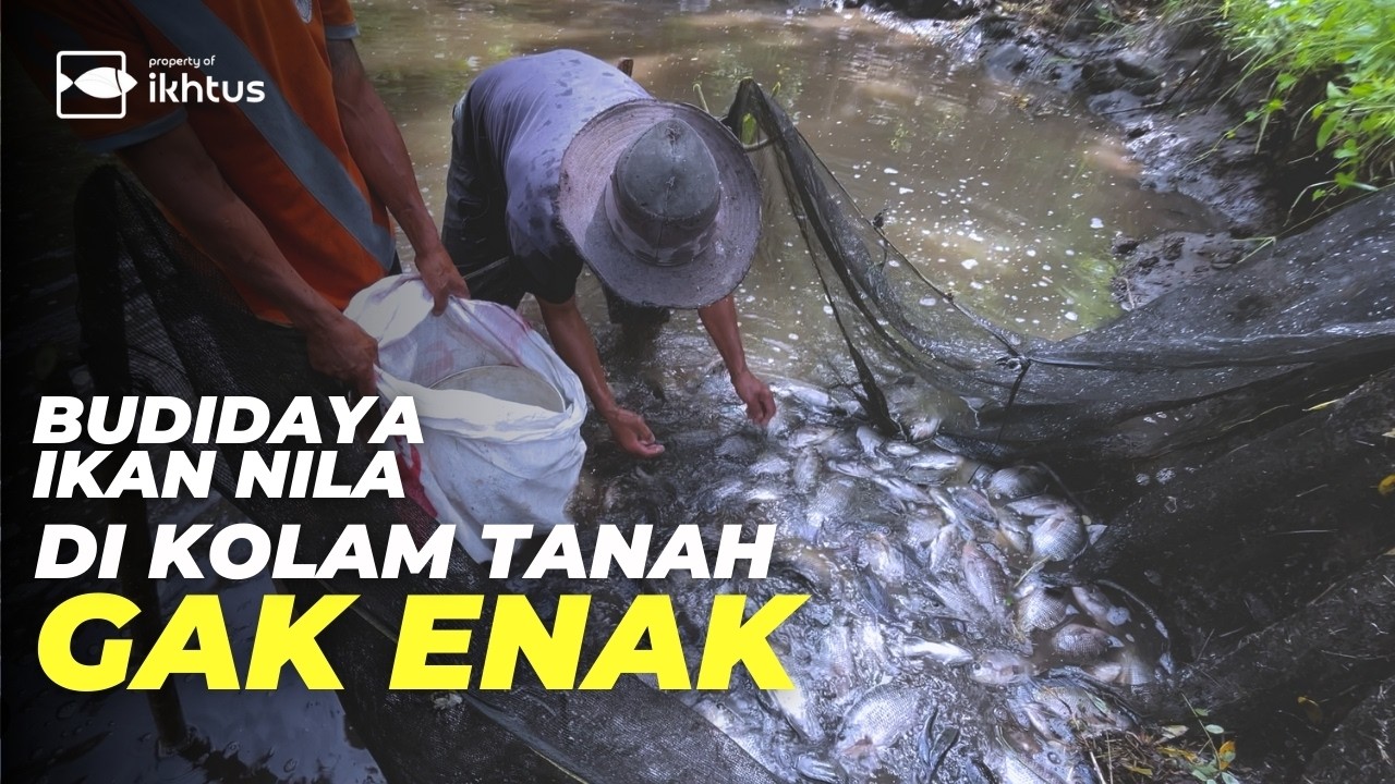 Masih Mau Budidaya Ikan Nila Di Kolam Tanah? Ribet dan Gak Enak!