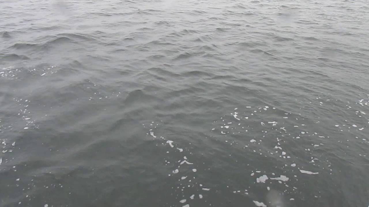 Kenmare Bays' SEAFARI Surrounded by Dolphins on the Wild Atlantic Way !