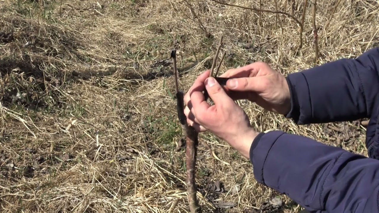 Szczepienie wiśni na czereśni