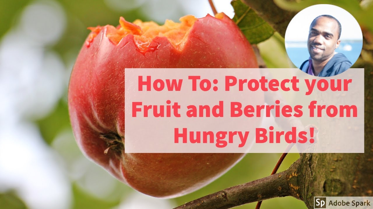 How to protect fruit trees and berry bushes from birds. Build a cage using bird netting. 🐦