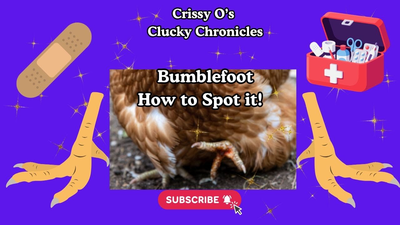 What is Bumble Foot and How to Spot it? 