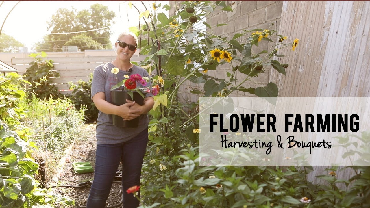 How I Harvest Cut Flowers and Make $15 Market Bouquets, Flower Farmings, August 2021, Zone 5A