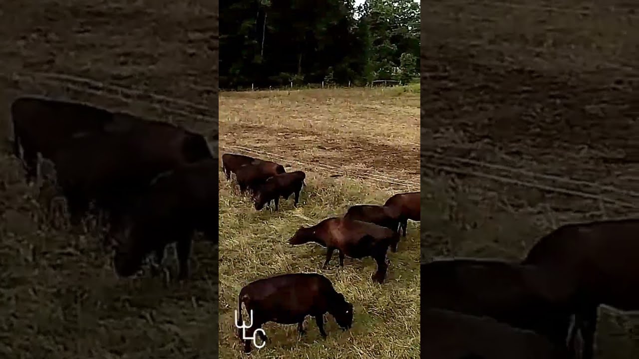 Grazing In Time-lapse: See Animals Munch On Grass In Super Speed!  #stocpilegrazing