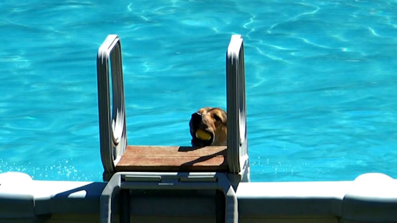 My dog swimming