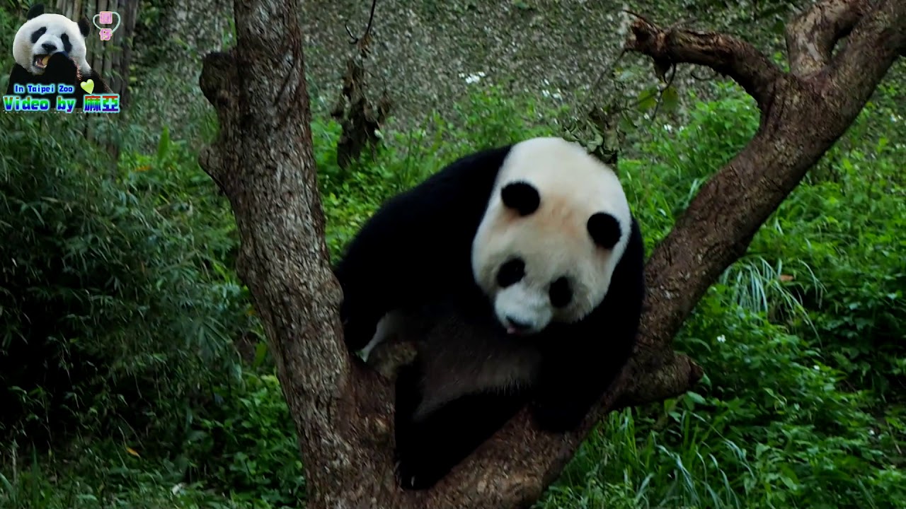 20180121 圓仔又毀樹，保育員看傻眼 The Giant Panda Yuan Zai