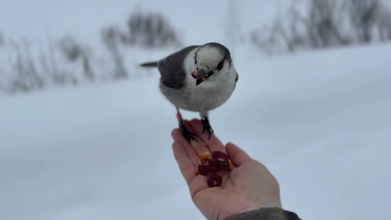 Hand Feeding Chickadees and Grey Jay  in Snowy Forest 2026  Enjoying nature