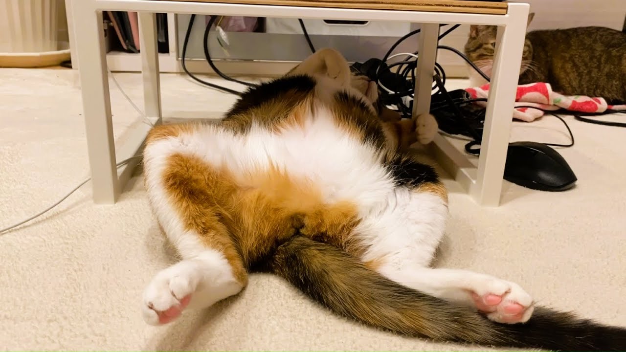 【保護猫】脱力猫