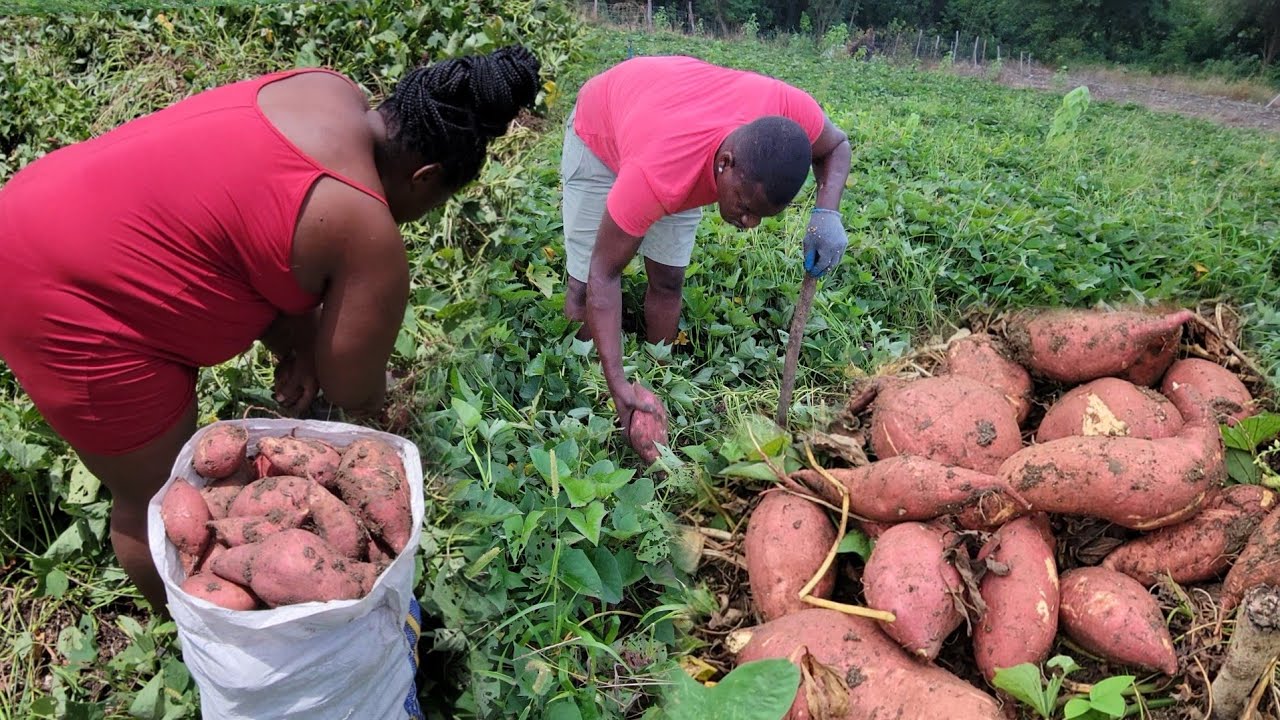reaping  sweet potato for the market in the hot summer boiling 🌞