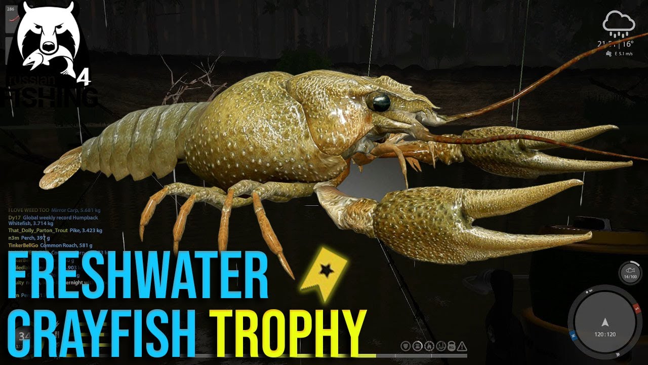 Freshwater Crayfish Trophy at Winding Rivulet - Russian Fishing 4 #rf4