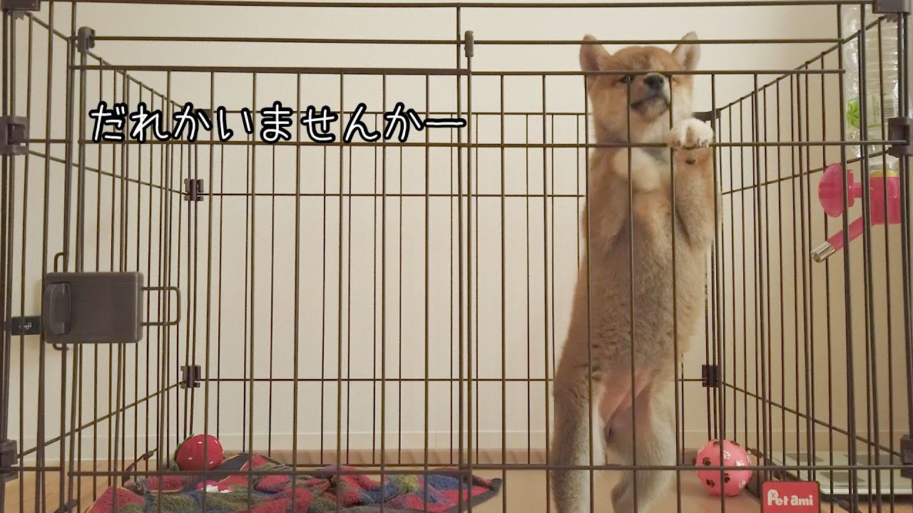 柴犬子犬、号泣の初めてのお留守番