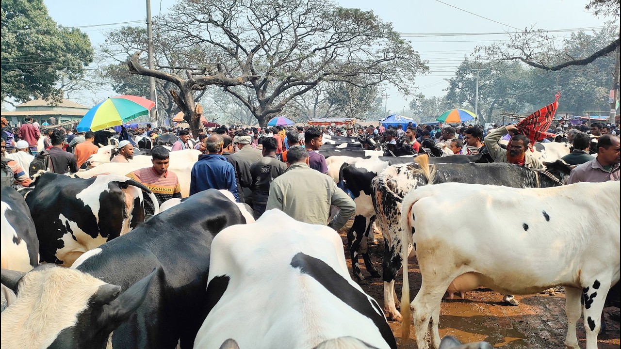 13/2/26/ফ্রিজিয়ান প্রেগন্যান্ট গাভীর মেলা, কোথা থেকে নিয়ে আসলো ভাই এত গাভী দুপচাঁচিয়া ধাপের হাটে।