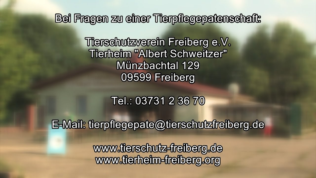 Tierschutzverein Freiberg e.V. - Tierheim 