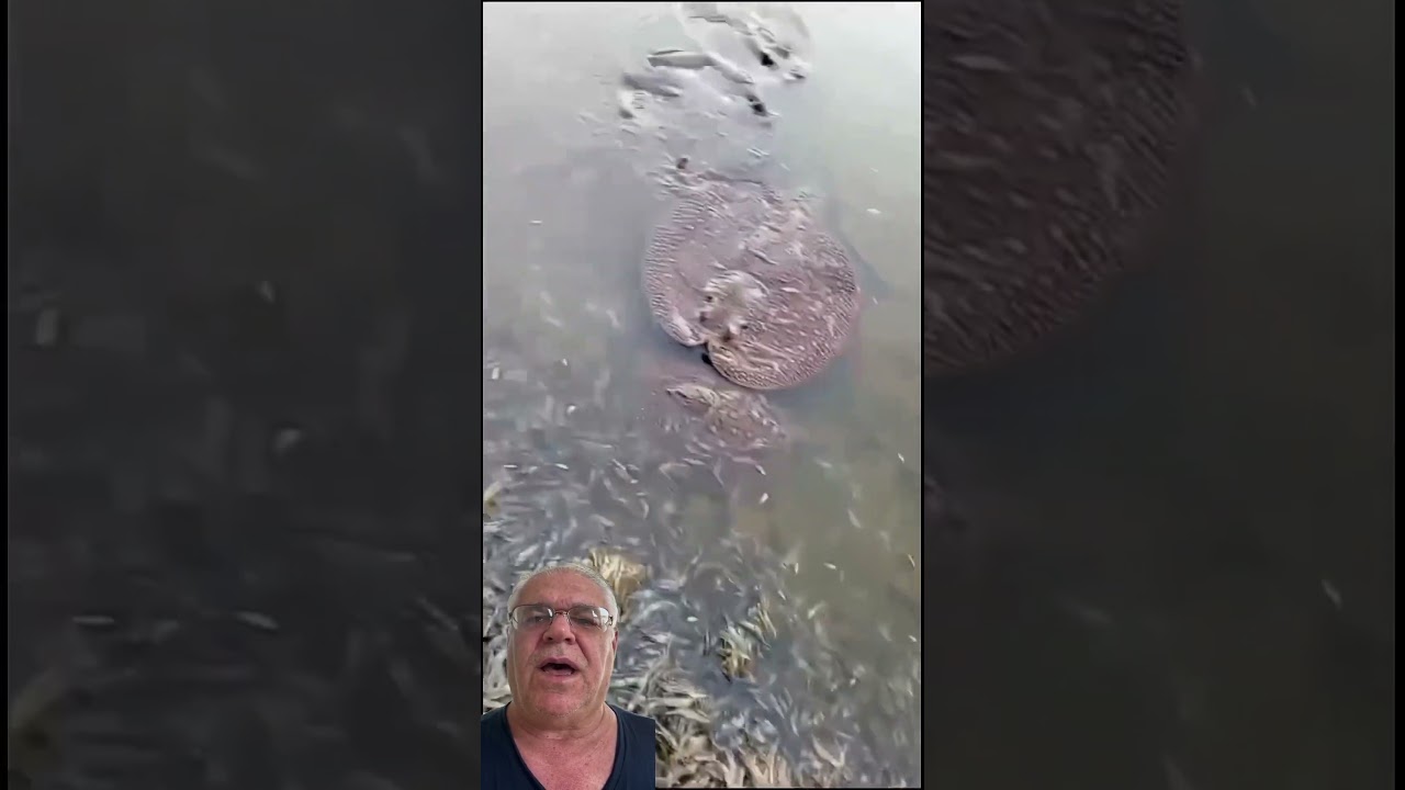 Mortandade de camar&otilde;es e arraias no Rio Tiet&ecirc; em Buritama/SP #arraia