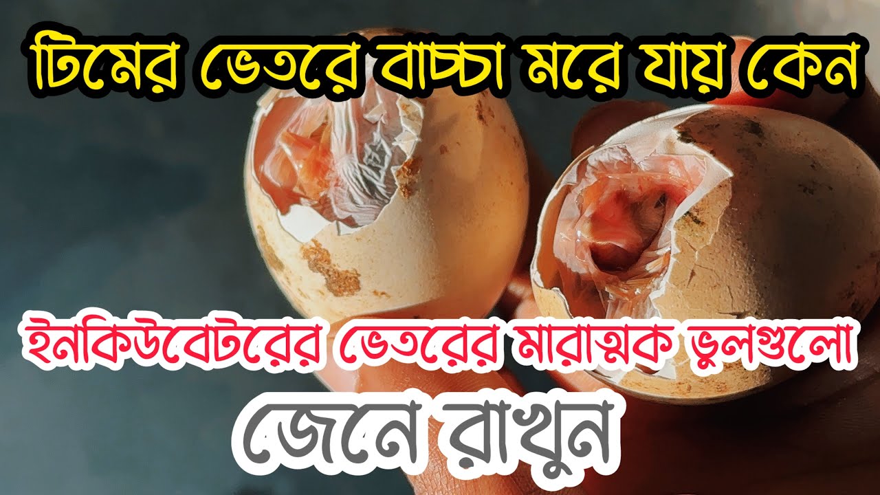 টিমের ভেতরে বাচ্চা মরে যায় কেন? ইনকিউবেটরের ভেতরের মারাত্মক ভুলগুলো জেনে রাখুন | MashaAllah Agro