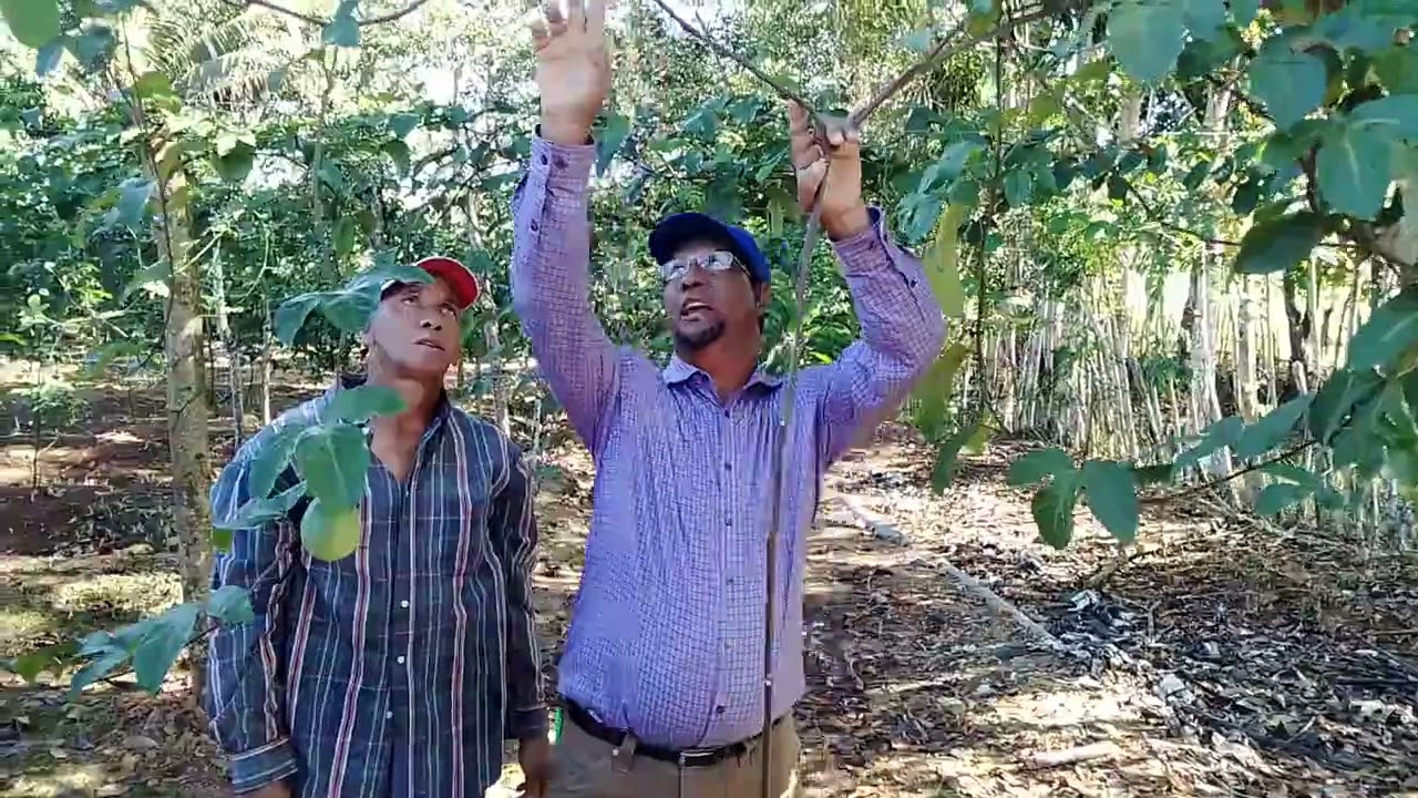 Despuntar Maracuyá