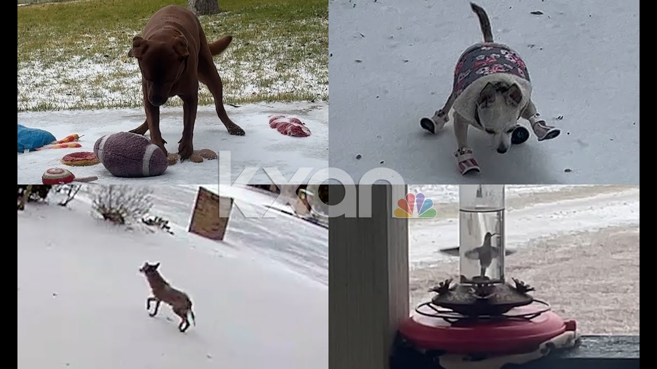 Pets perplexed, wildlife unphased by winter weather in Texas
