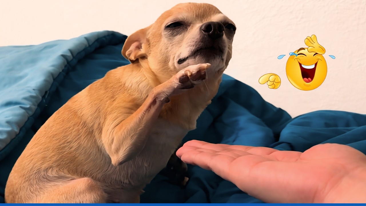 You Can’t Stop Laughing At These Pets 🤣Funny Pets Compilation 🐾