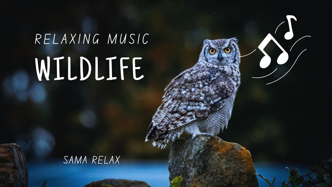 Peaceful Wildlife & Relaxing Music | هدوء الحياة البرية مع موسيقى استرخاء بدون كلام 🦉🌿