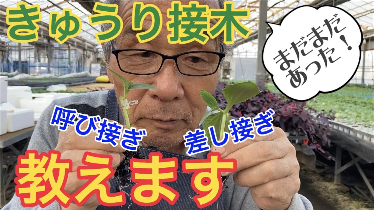 きゅうり接木やり方〜差し接ぎ・呼び接ぎ【ガーデニング】【農業】【園芸のぶチャンネル】