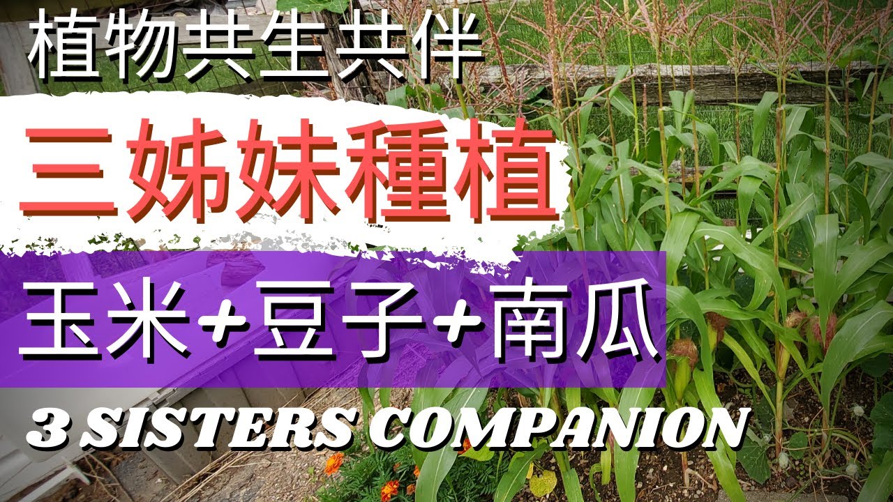 【印地安三姊妹種植法】玉米，豆子，南瓜共伴種植【玉米豆子混種】簡單種玉米| 玉米採收| 玉米黑穗菌 Three Sisters Garden/ Companion Planting