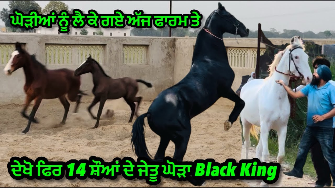 ਦੇਖੋ ਫਿਰ 14 ਸ਼ੌਆਂ ਦਾ ਜੇਤੂ ਘੋੜਾ Black King॥ਘੋੜੀਆਂ ਨੂੰ ਲੈ ਕੇ ਗਏ ਅੱਜ ਫਾਰਮ ਤੇ॥#viral #horse #trending 