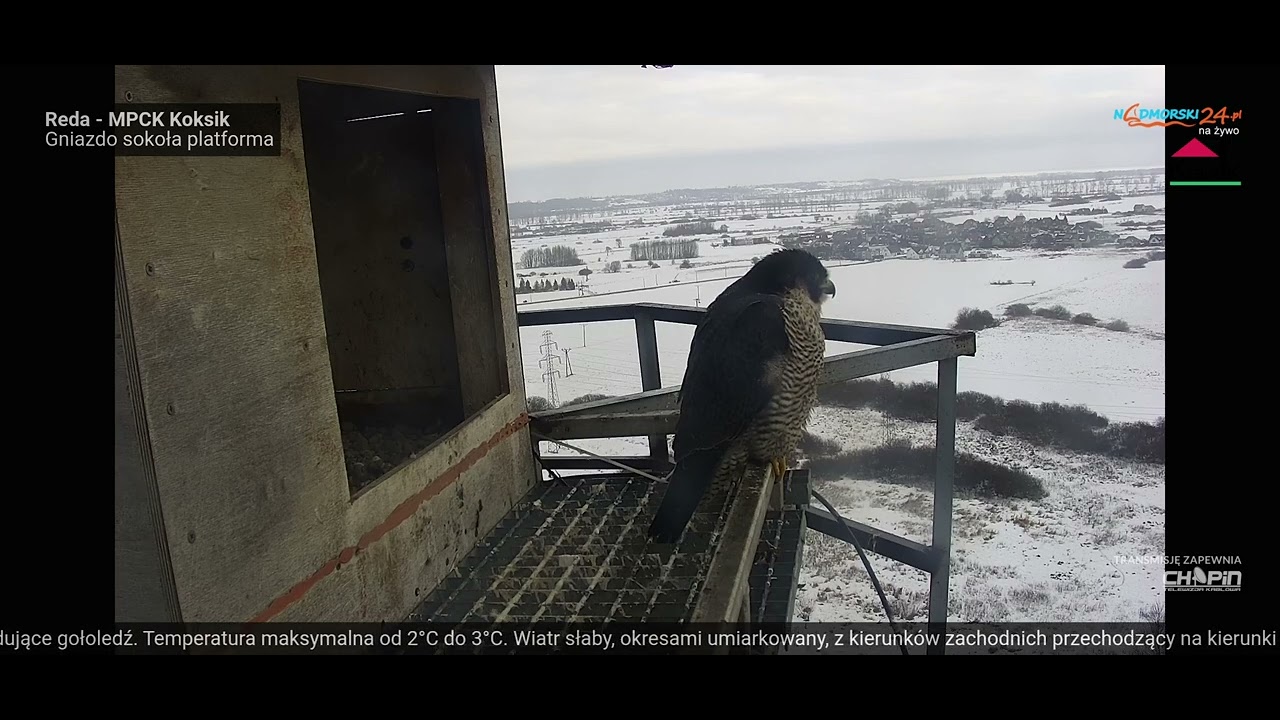 REDA_22.02.2026_Samica nowa partnerka Kaszuba przed gniazdem