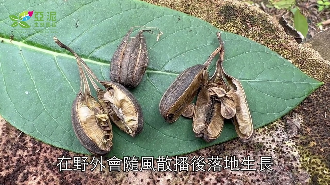 蝴蝶幼蟲的食草 馬兜鈴  亞泥生態園區
