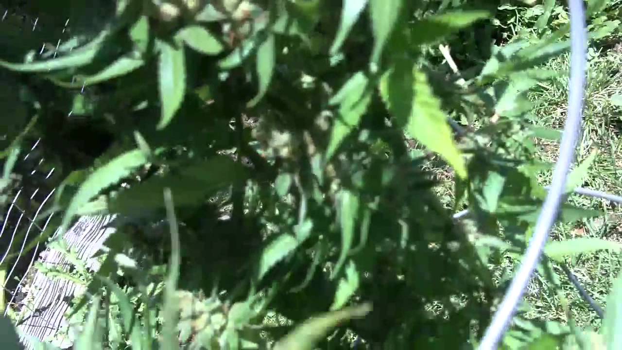 Chocolope Harvest 7-9-2011