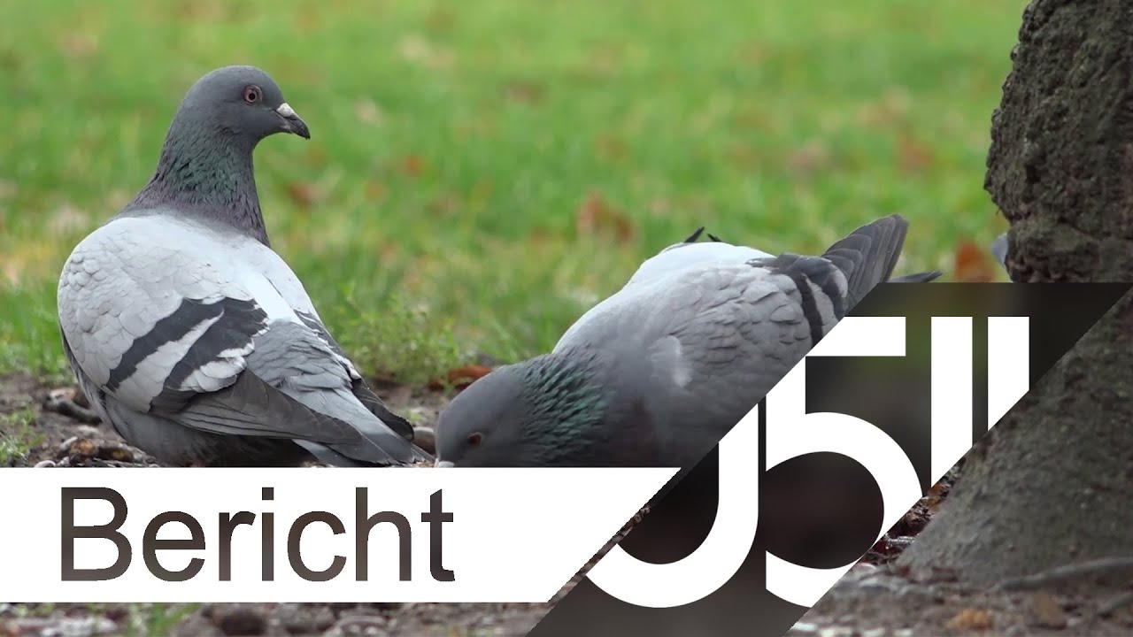 Zu Besuch beim Netzwerk Taubenrettung Hannover e.V.