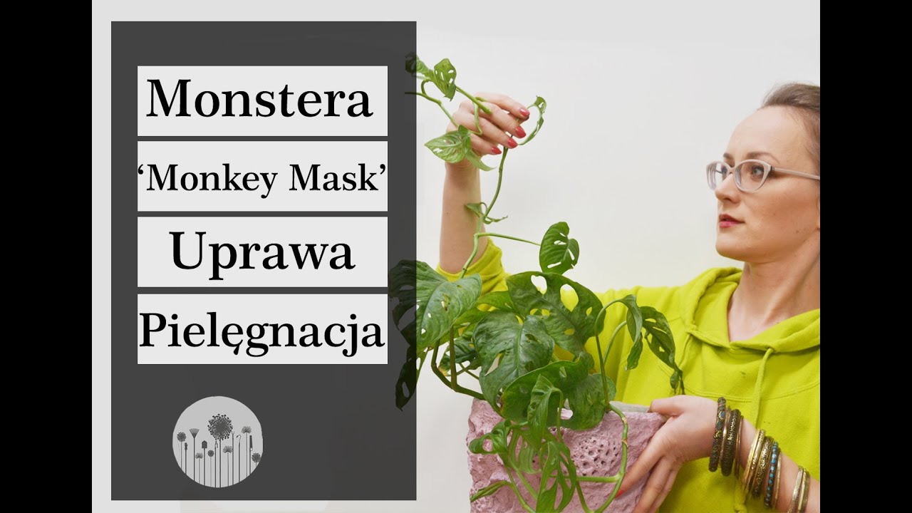 Monstera 'Monkey Mask' - uprawa, pielęgnacja, choroby, rozmnażanie. Dlaczego jej liście ż&oacute;łkną?