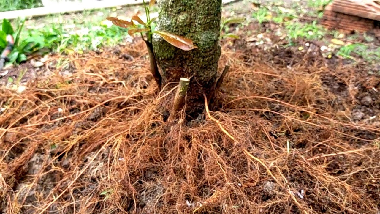 Tạo bộ đế cho cây mai vàng 5 cánh