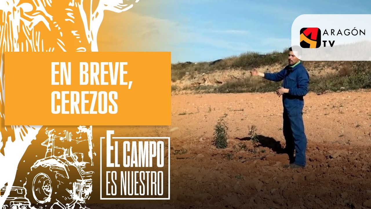 Aquí hubo almendros; en breve, cerezos.