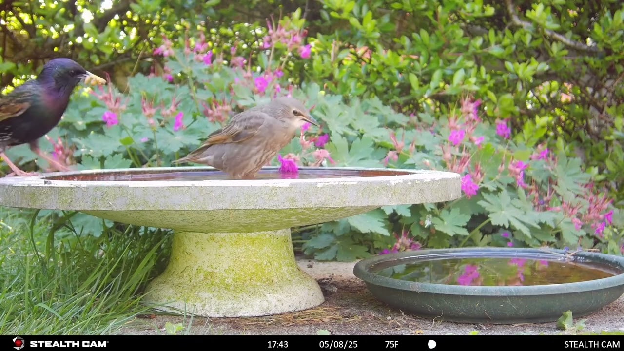 My Garden Wildlife May 2025