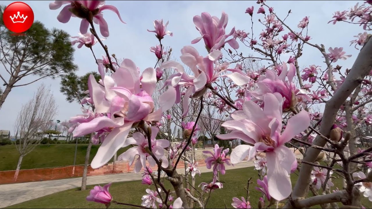 🌸🌸🌸Парк Галицкого цветут Магнолия голая и Магнолия звёздчатая.