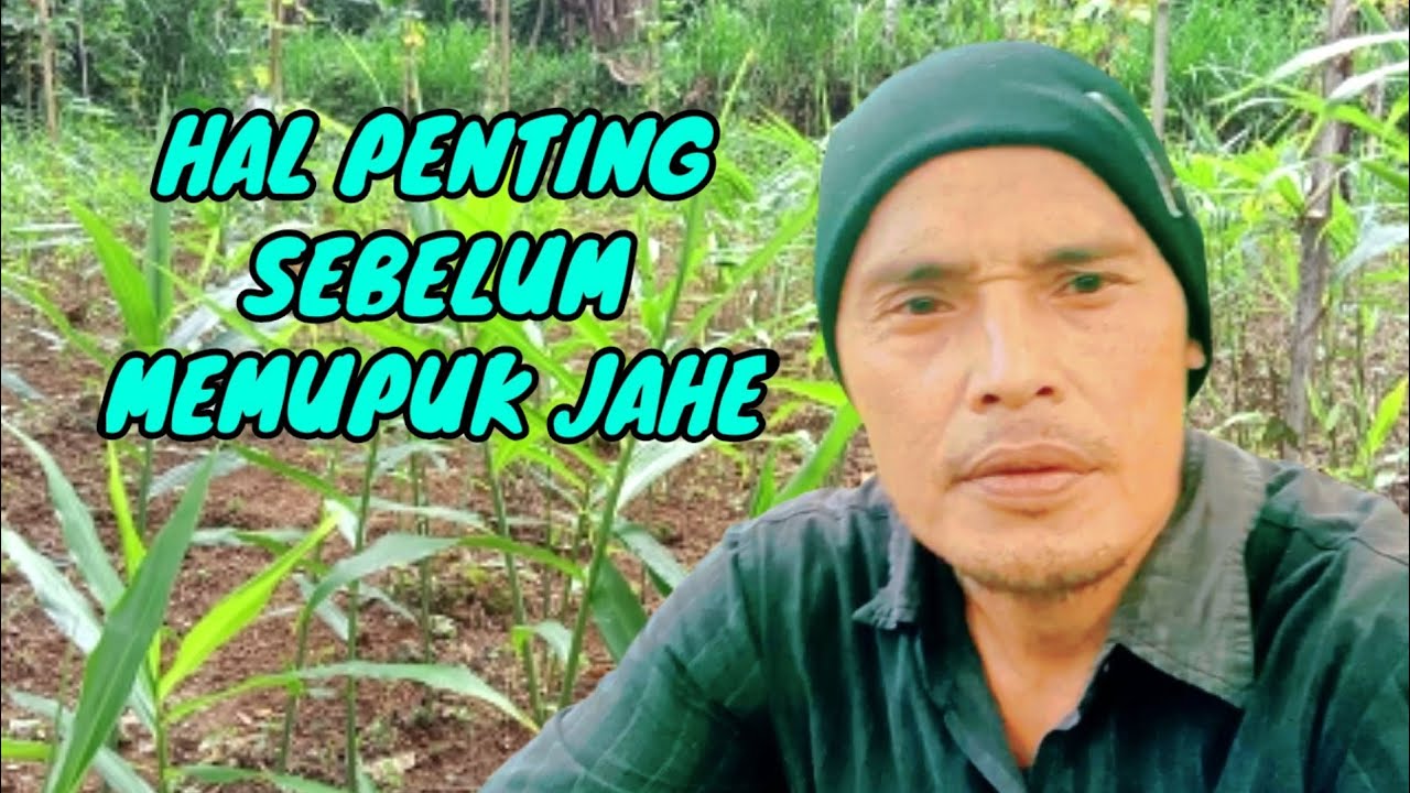 langkah langkah sebelum memupuk jahe