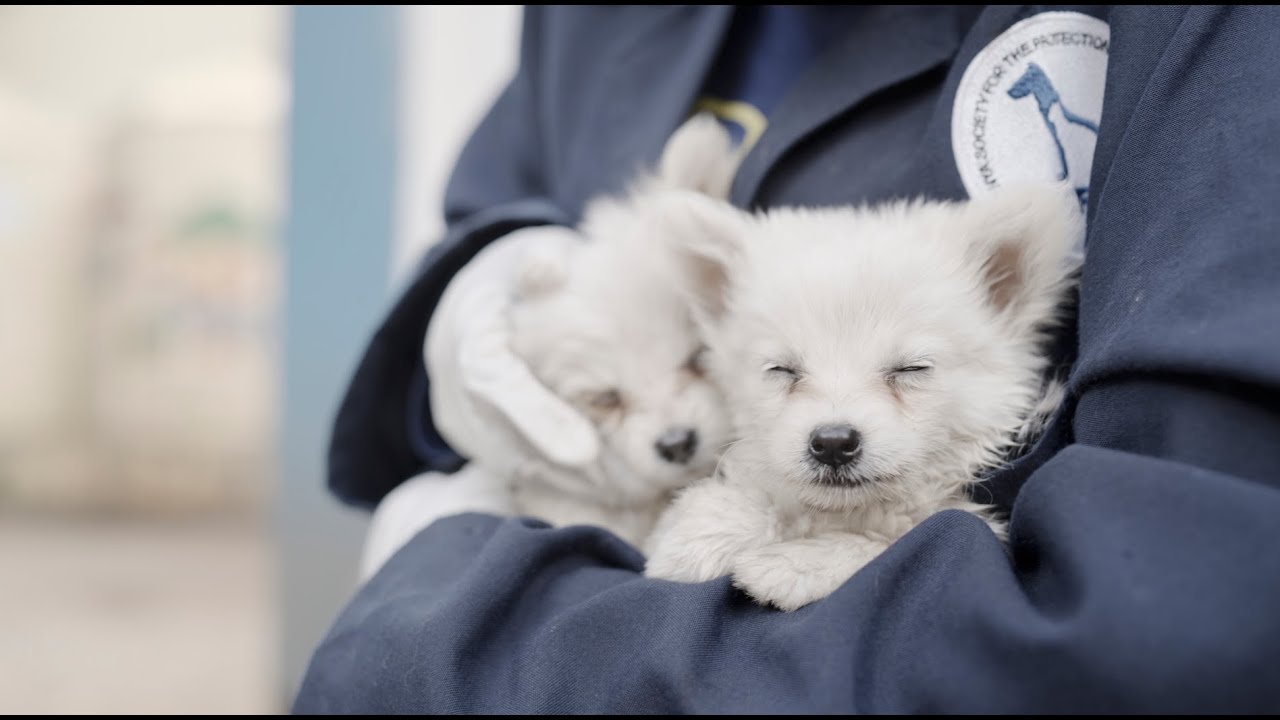 A Tale of Tails_Documentary Trailer