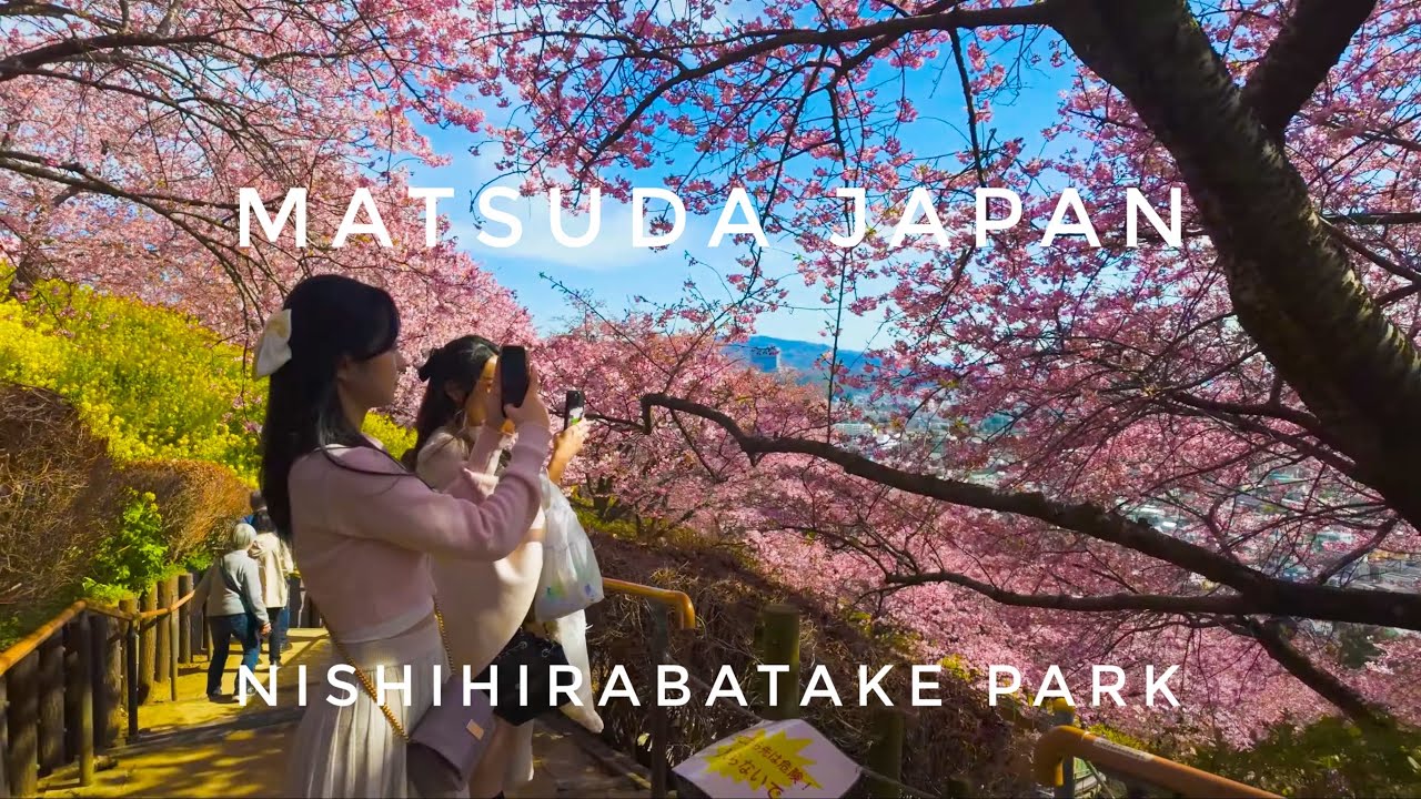 ASMR Sakura Splendor: Exploring Nishihirabatake Park in Full Bloom 西平畑公園さくら
