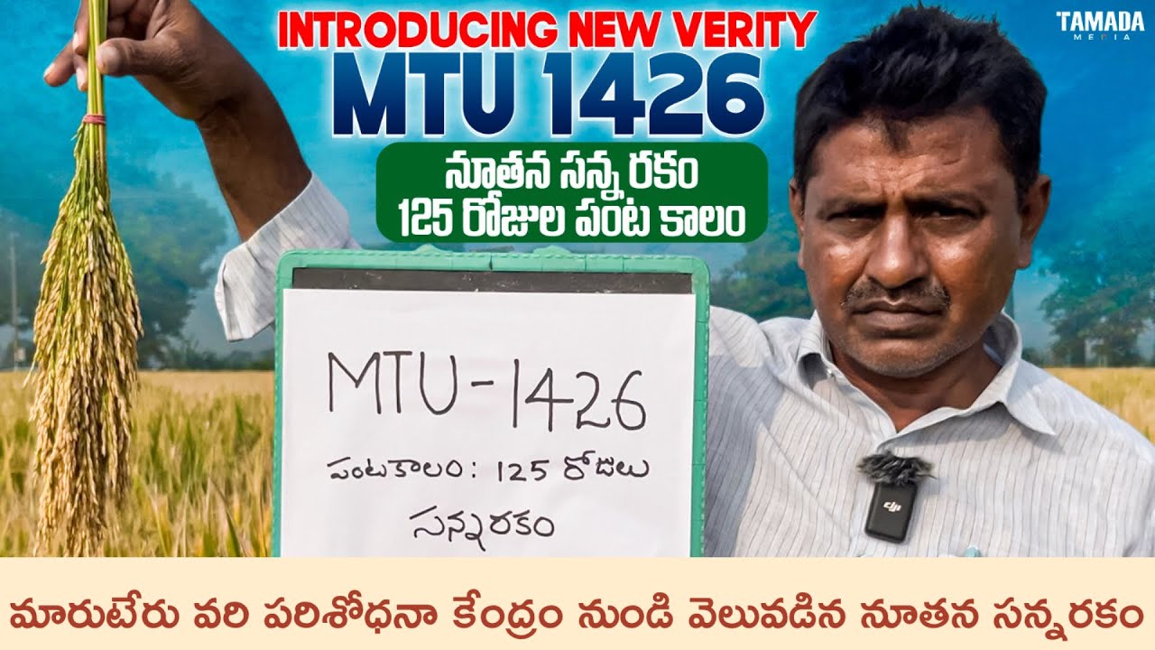 MTU 1426 paddy seeds | MTU1426 new paddy seeds 