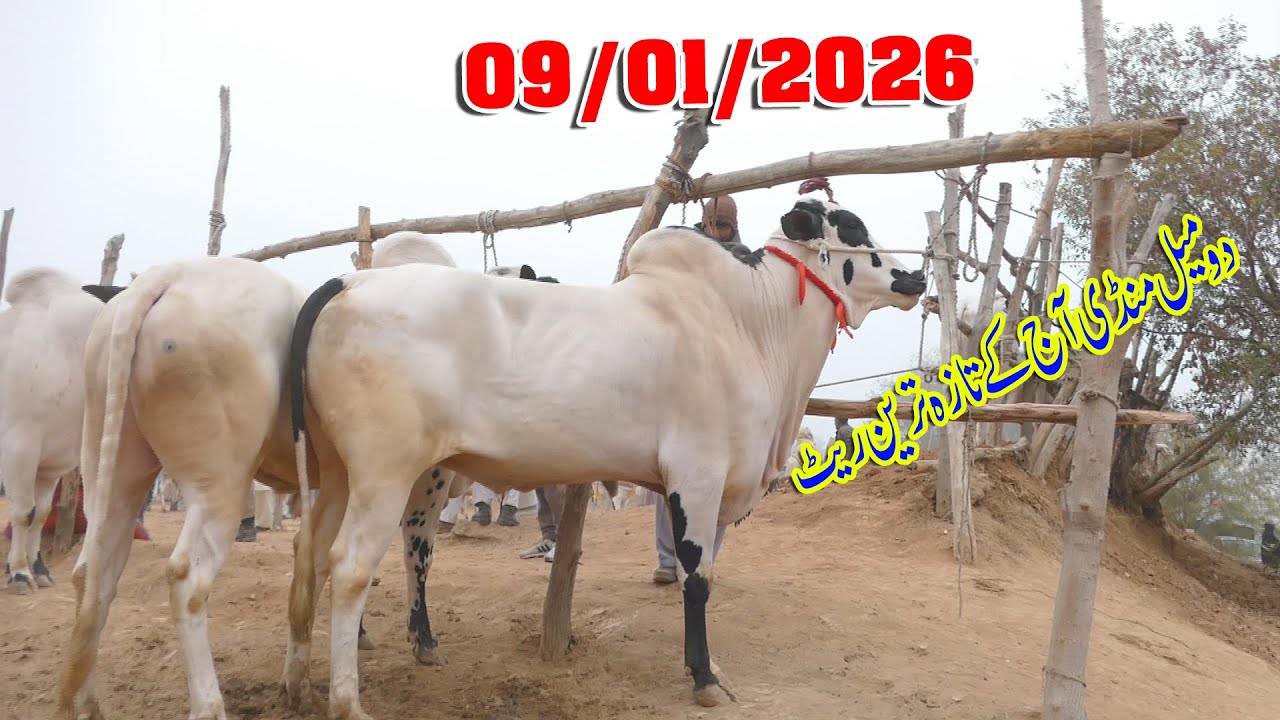 Today Domail Mandi Fatehjang Rate’s update09/Jan.2026-Part05Sunny Video Fateh Jang Cow Mandi 2026