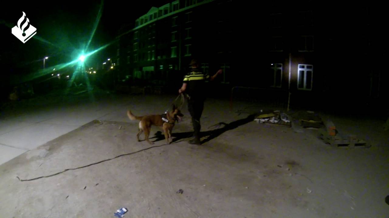 Politie Zeeburg | 60 seconds Daily Job | Politiehond zoekt indringers