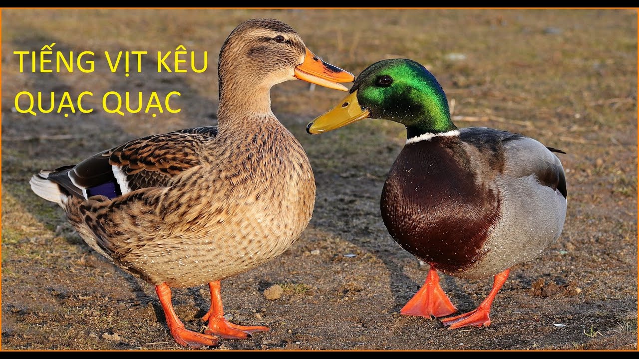 TIẾNG VỊT KÊU QUẠC QUẠC 2024 (DUCK QUACK)